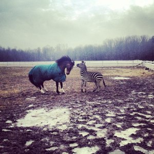 486639_10152665129925206_720365123_n